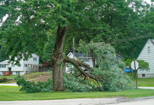 Best Leaf Removal  in Savannah, TN